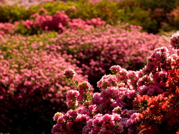 Kurume Bowl Pink flowers in the Dandenong Ranges