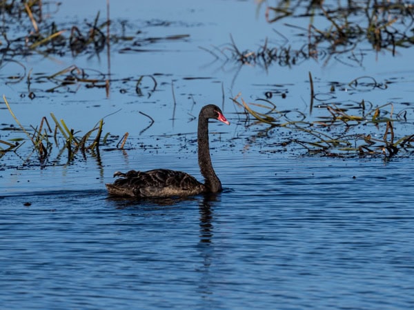 a floating black swan at Lake Dulverton