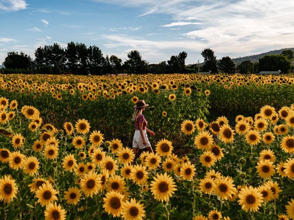 a woman strolling along the Majura Valley Sunflower Maze