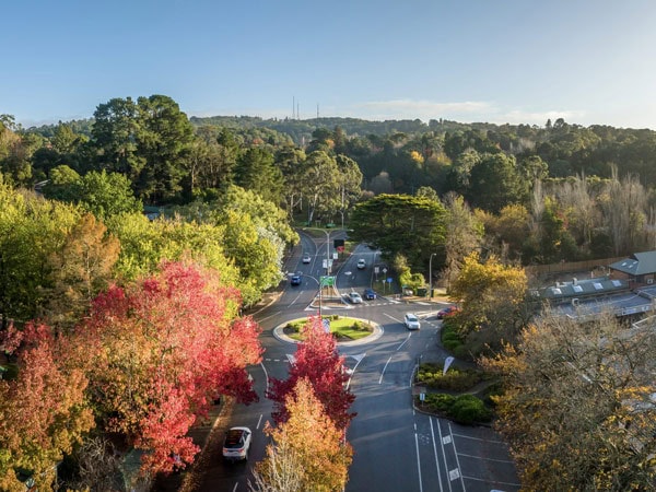 a canopy of trees in Stirling