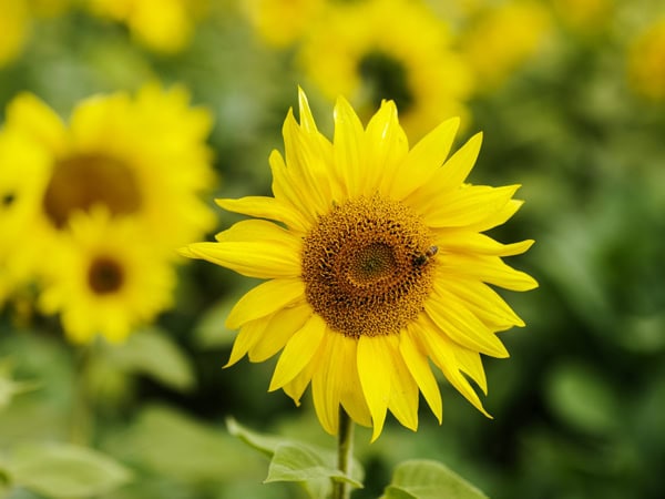 a bee pollinating a sunflower