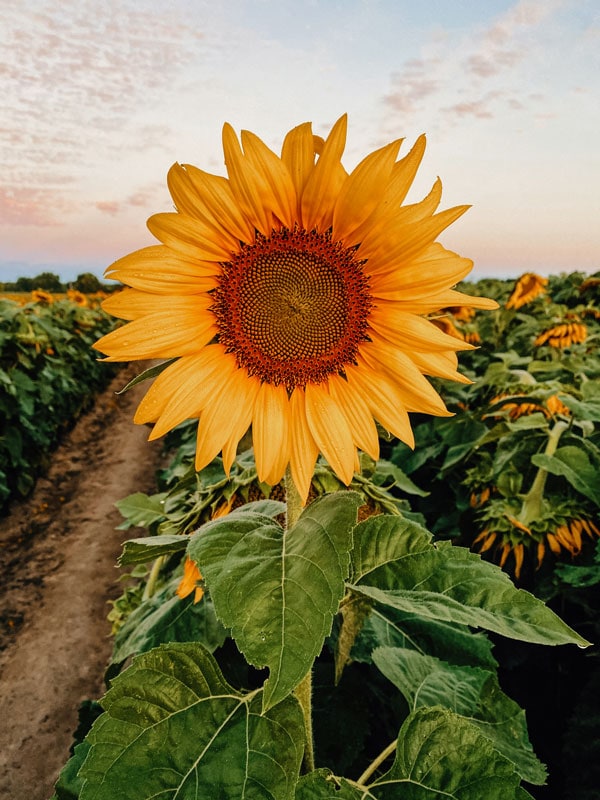 a close-up shot of a sunflower