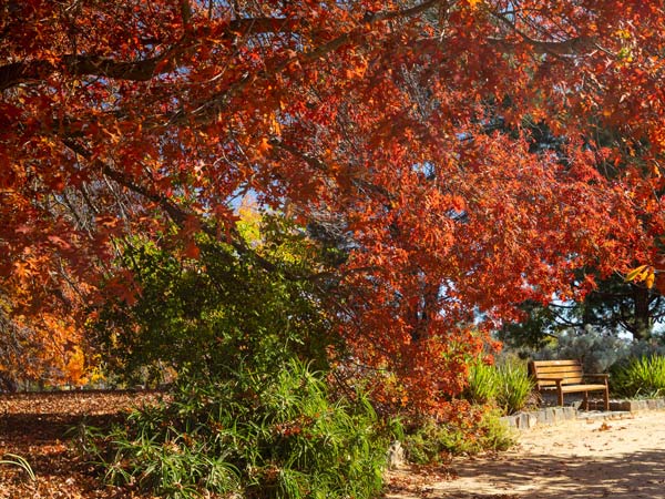 The Orange Botanic Gardens in autumn