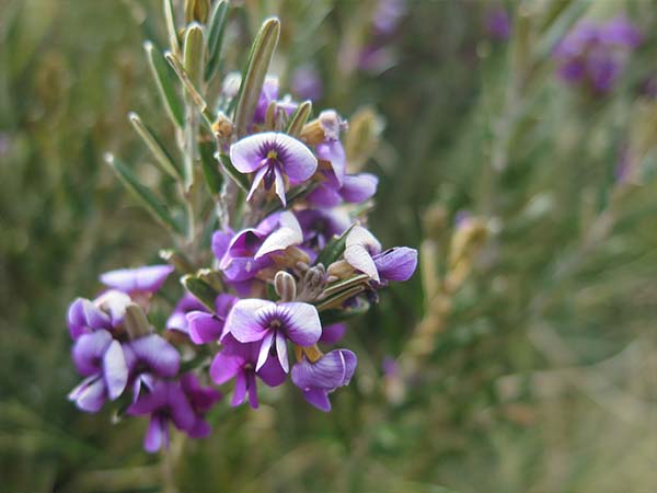 Snowies Alpine Walk flora