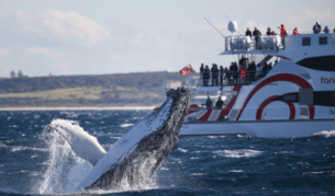 Whale Watching Sydney