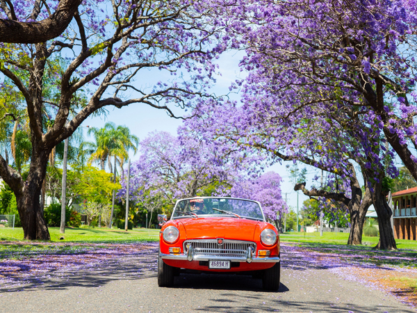Jacaranda Festival in Grafton, NSW