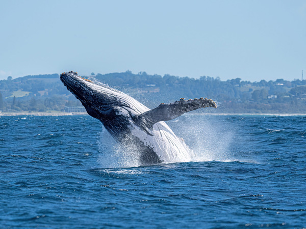 a humpback whale popping out of the water