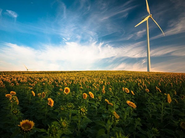 Wind turbine in sunflower field