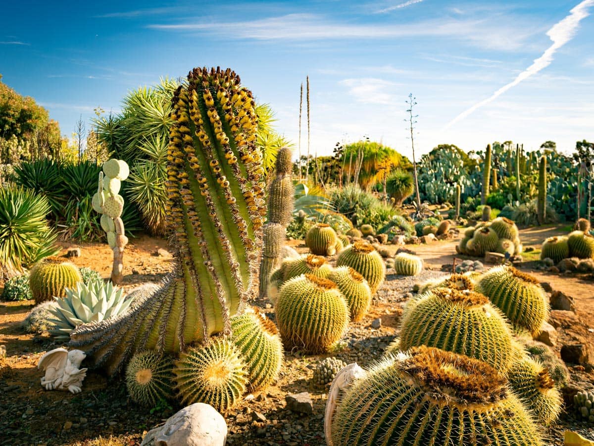 Cactus Country in Victoria