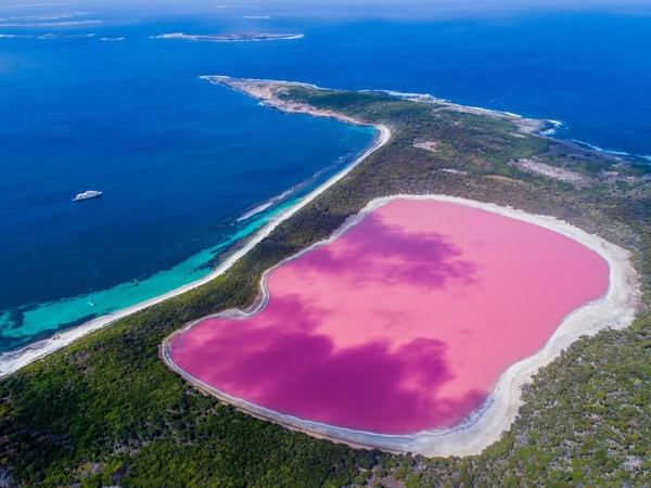 an aerial view of the pink Lake Hillier and the blue sea