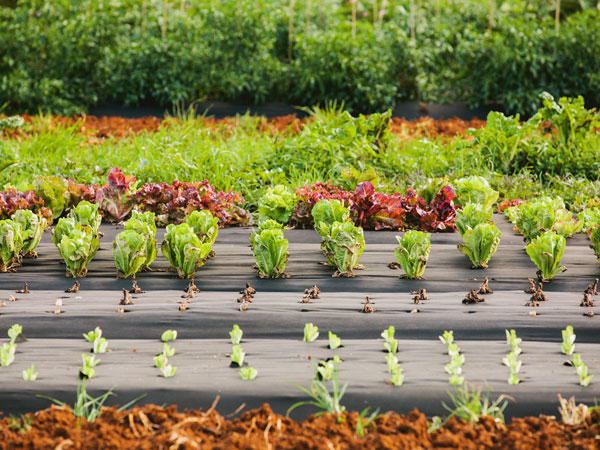 vegetables growing at The Farm, Byron Bay