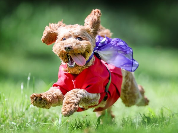 Dog dressed up as Virgin Australia flight attendant.