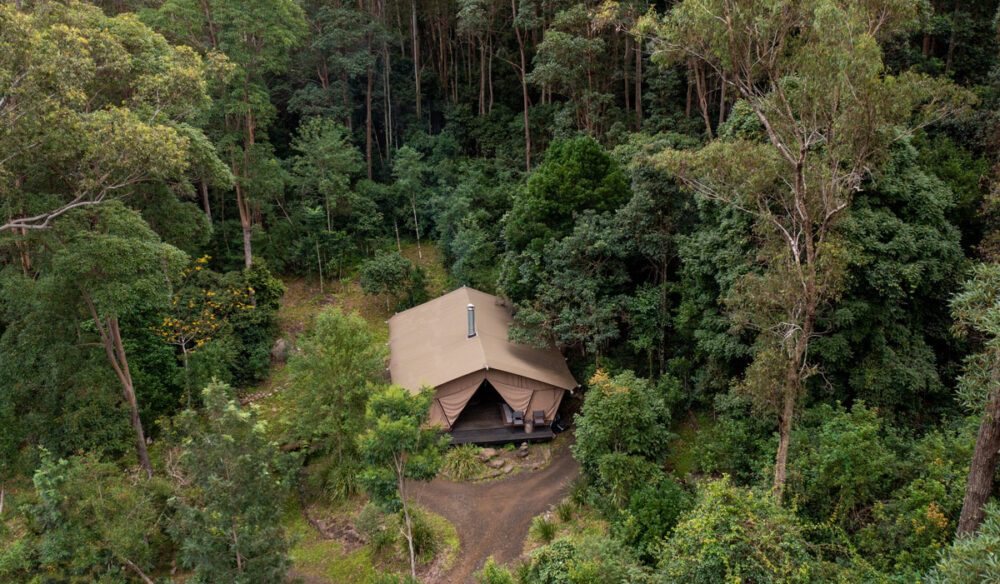 a glamping tent in the middle of a forest at Nightfall, Lamington National Park