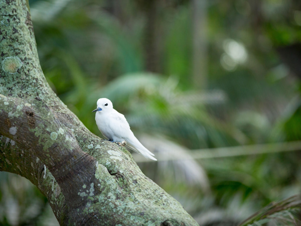a white tern resting on a tree branch, Lord Howe Island