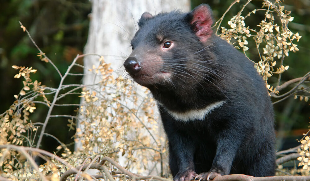 A Tasmanian Devil standing in bushland