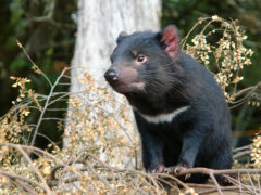 A Tasmanian Devil standing in bushland