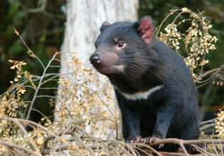 A Tasmanian Devil standing in bushland