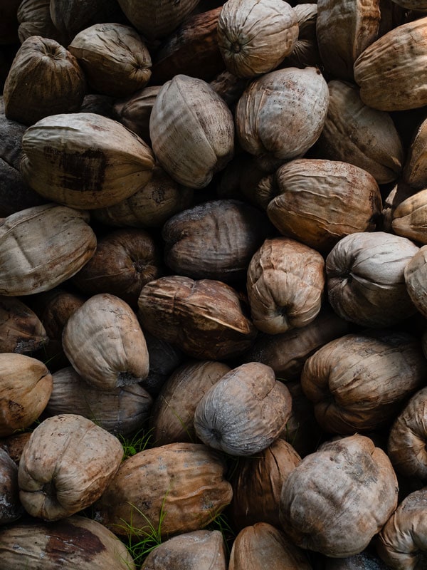 coconut husks on the Cocos Keeling