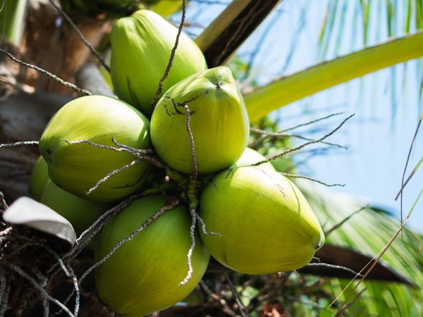 a coconut tree in the Cocos Keeling Islands