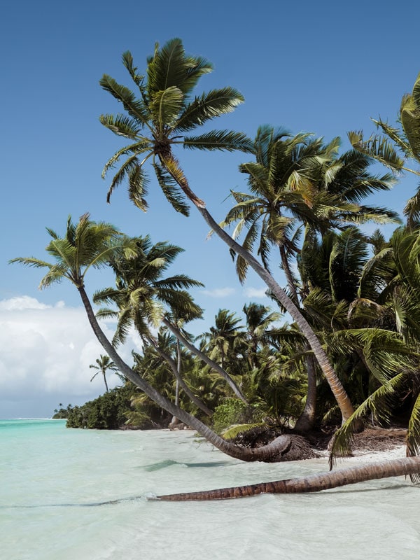 lush palms on Cocos Keeling Islands