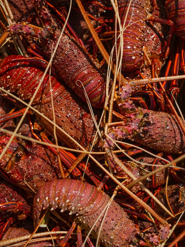 freshly caught crays, WA