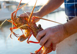 a hand holding a WA lobster