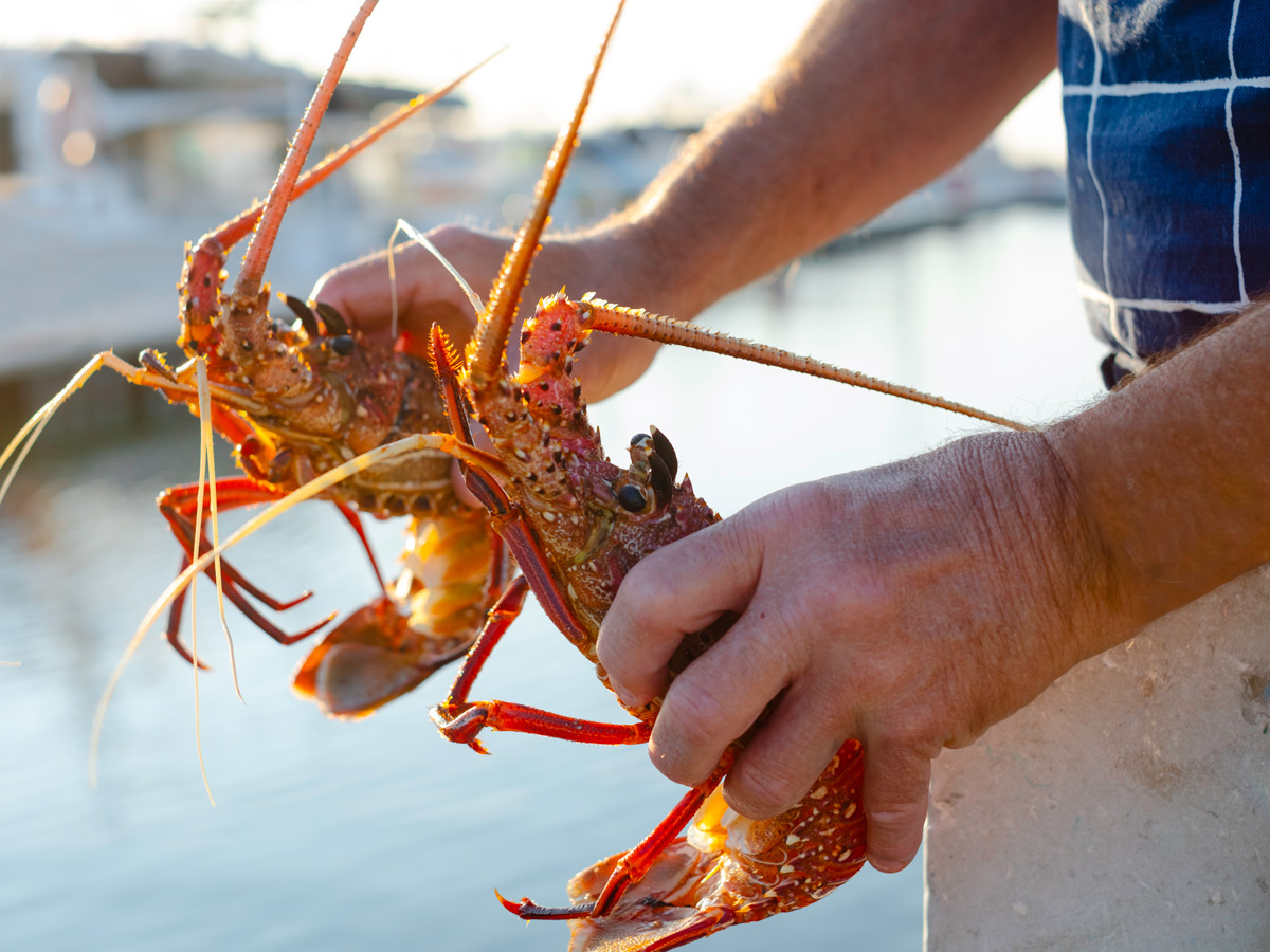 a hand holding a WA lobster