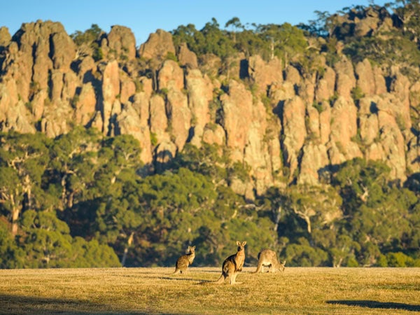 kangaroos grazing at Hanging Rock