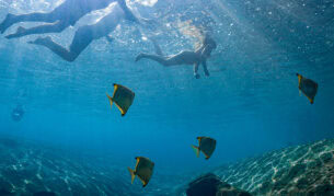 People swimming with fish in JW Marriot's pool.