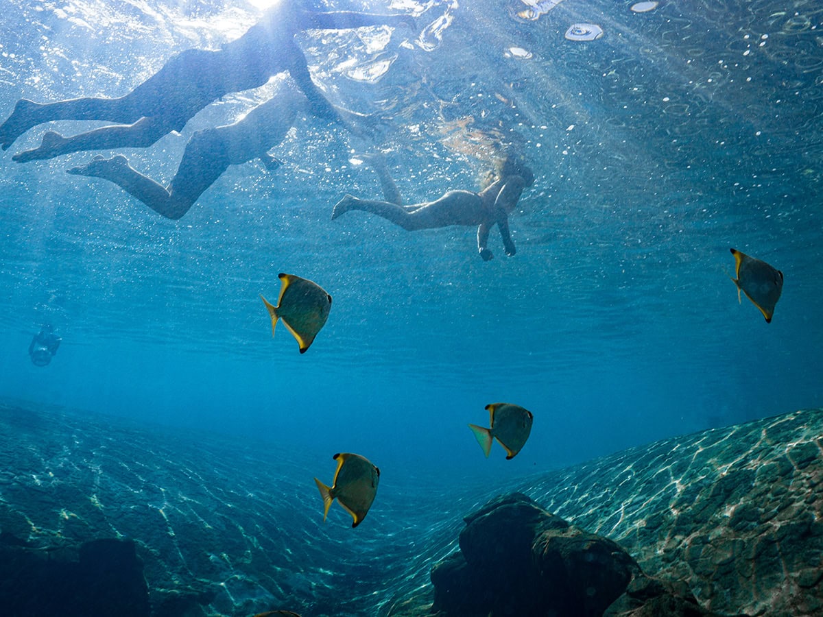 People swimming with fish in JW Marriot's pool.