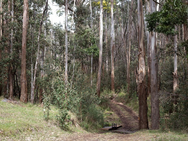 the surrounding forest at Hanging Rock