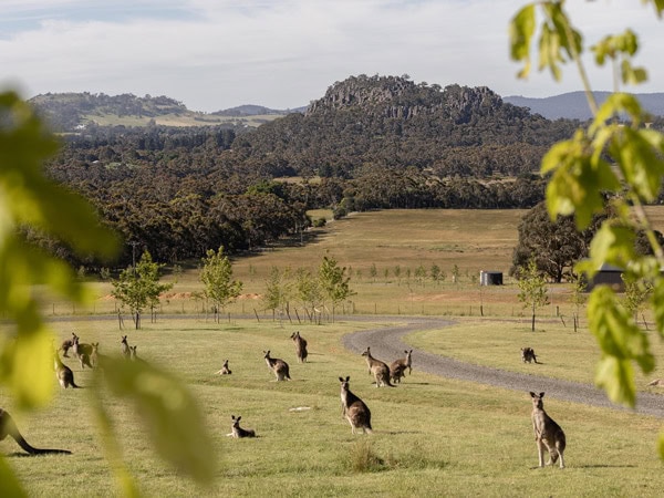 kangaroos at Hanging Rock Views