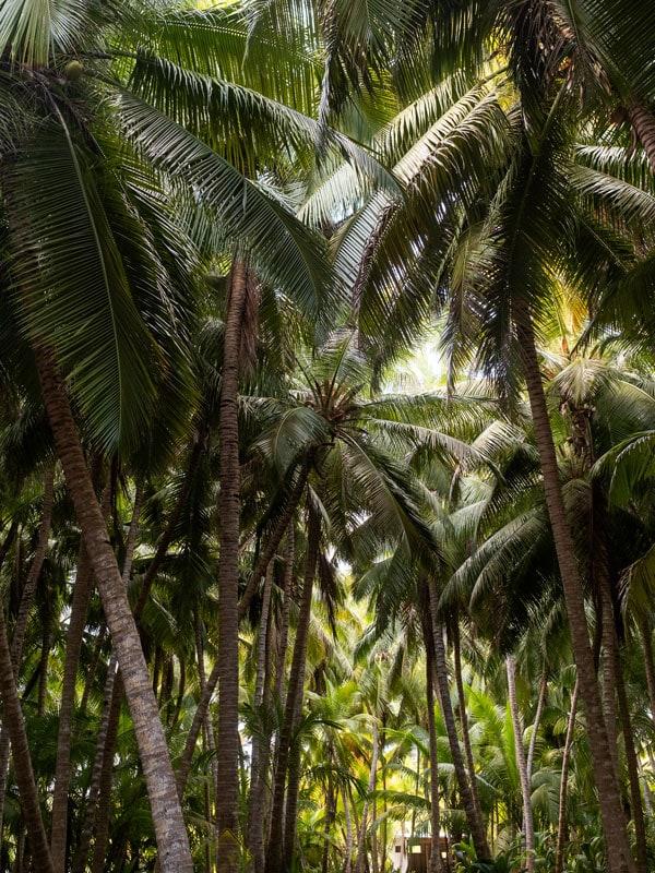 coconut palms on Cocos Keeling Islands