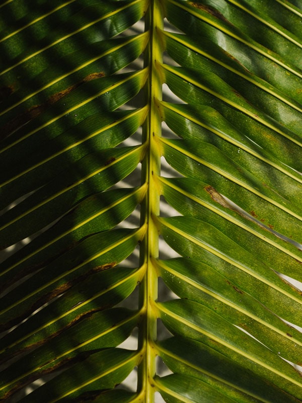 a close-up shot of a coconut leaves