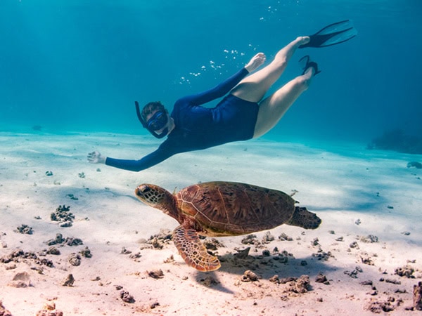 woman swims with a turtle at sal salis on ningaloo reef