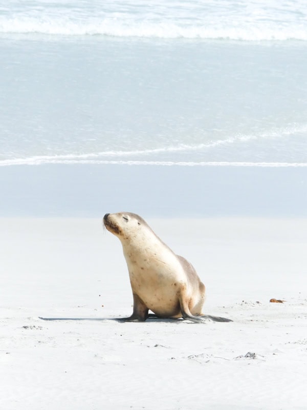 a portrait shot of a sea lion 