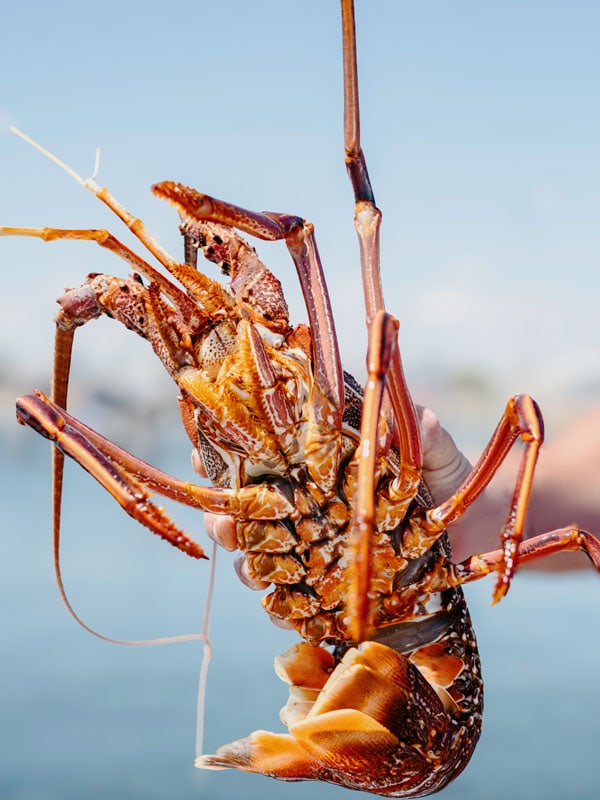 wild-caught WA crayfish