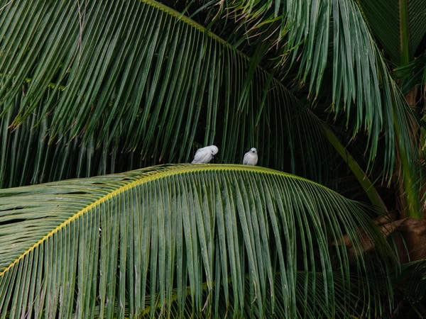 white terns resting in palm trees