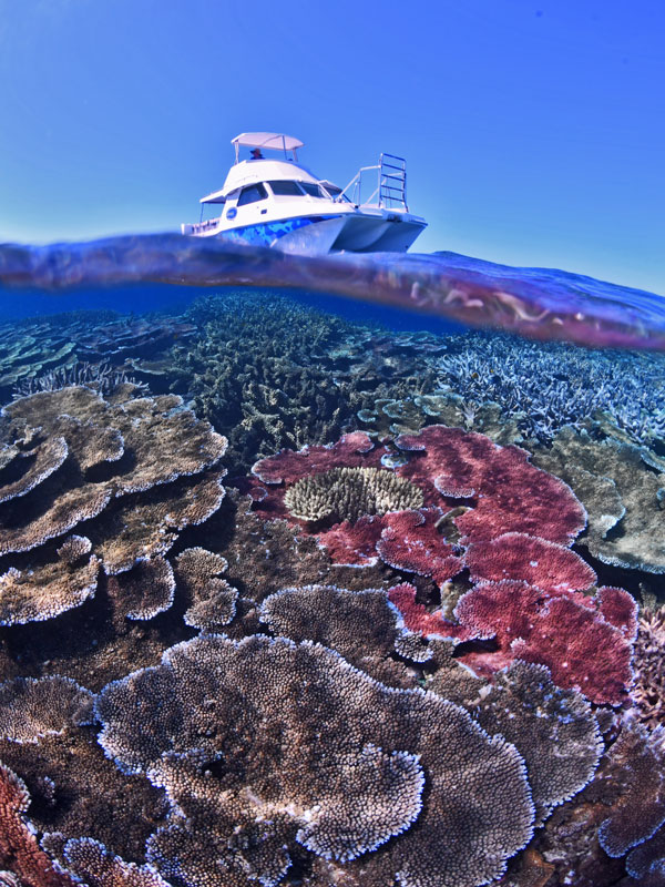 the artificial reef at SS Yongala wreck