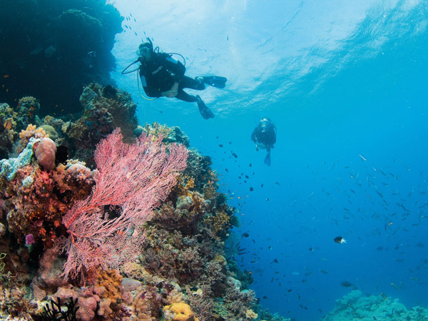 diving the Great Barrier Reef