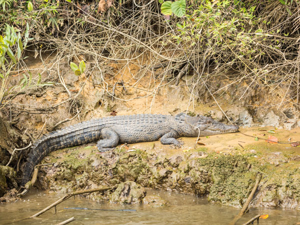 a crocodile in the wild, Daintree River