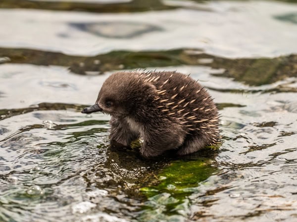 An echidna in Doo Town 