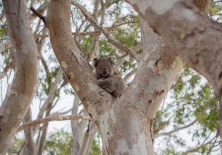 A koala rests in a gum tree at Kangaroo Island Wildlife Park