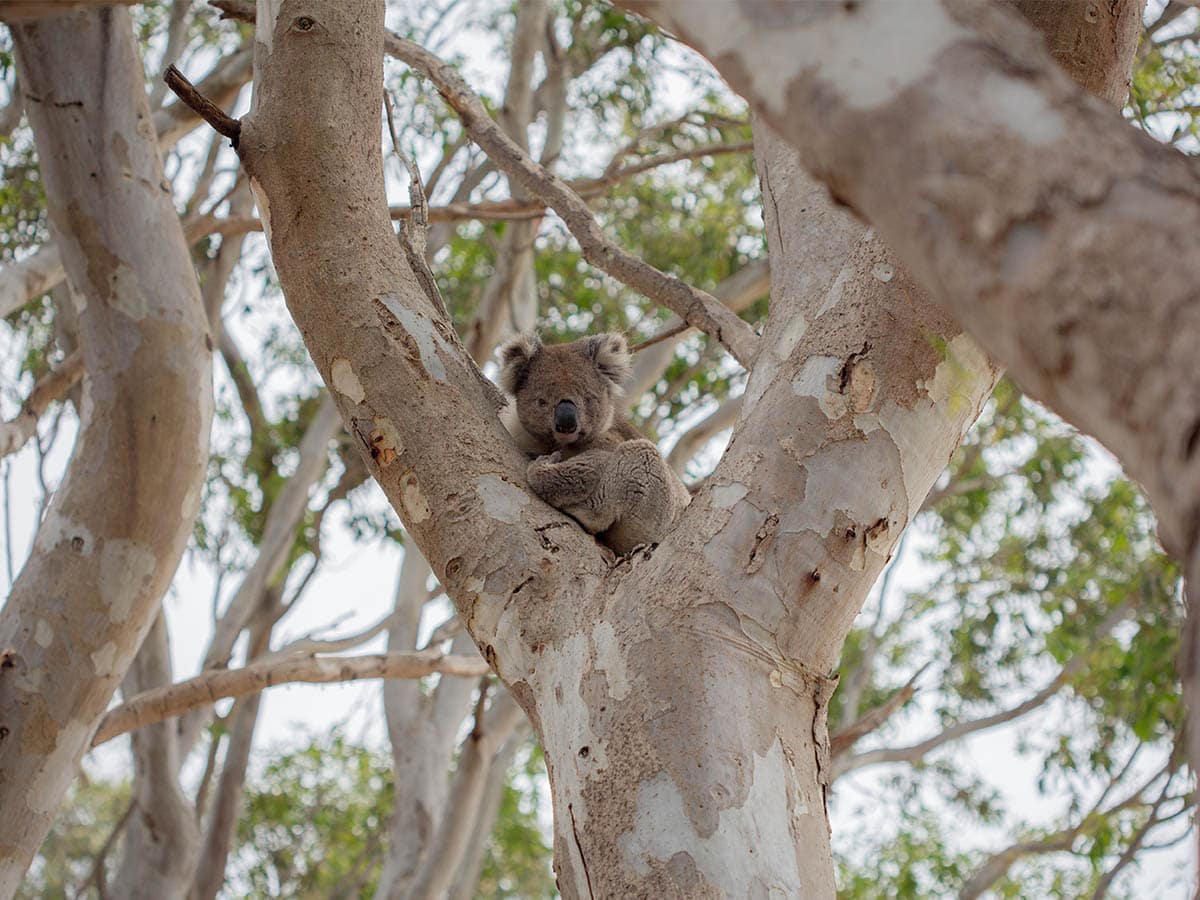 A koala rests in a gum tree at Kangaroo Island Wildlife Park