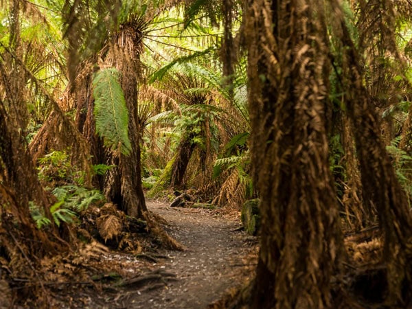 a mossy forest on the Great Ocean Road