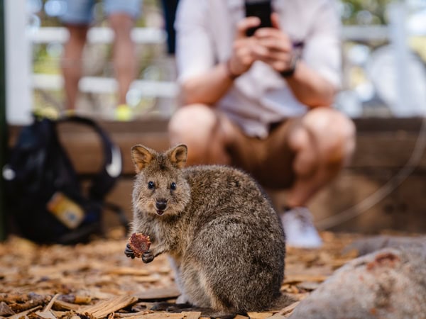 a Quokka on Rottnest Island