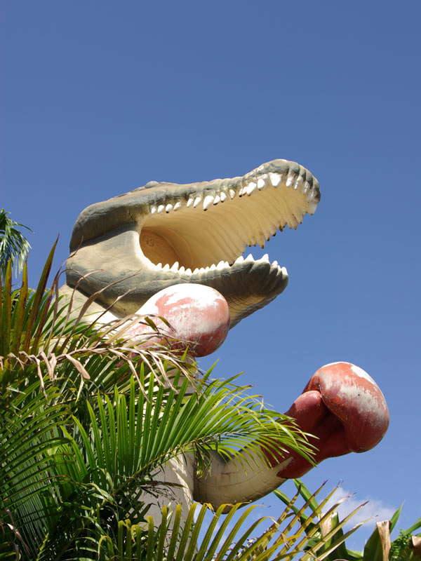 The Big Boxing Crocodile in the Northern Territory