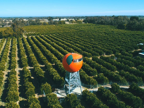 The Big Orange Harvey WA