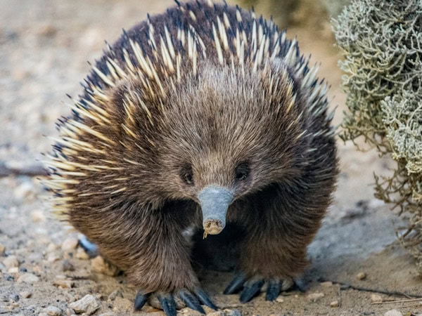 an echidna along the Great Ocean Road