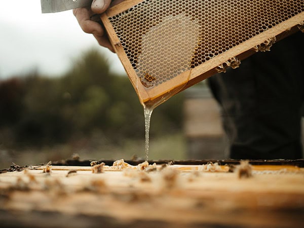 Honey drips off a hive frame at Kangaroo Island Ligurian Bee Co